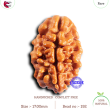 Load image into Gallery viewer, 2 Mukhi Rudraksha from Nepal - Bead No. 192
