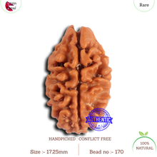 Load image into Gallery viewer, 2 Mukhi Rudraksha from Nepal - Bead No. 170
