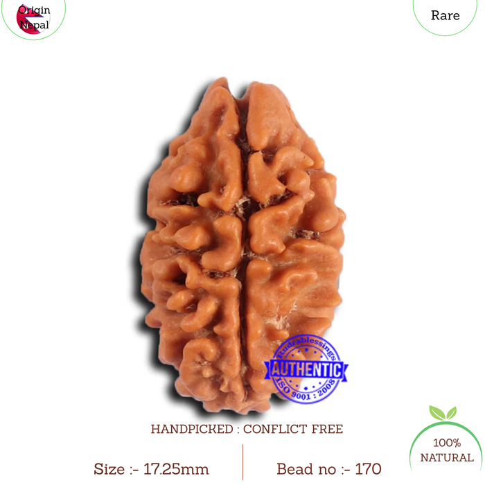 2 Mukhi Rudraksha from Nepal - Bead No. 170