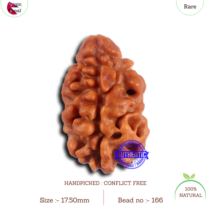 2 Mukhi Rudraksha from Nepal - Bead No. 166