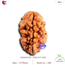 Load image into Gallery viewer, 2 Mukhi Rudraksha from Nepal - Bead No. 190
