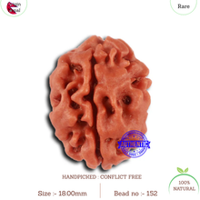 Load image into Gallery viewer, 2 Mukhi Rudraksha from Nepal - Bead No. 152
