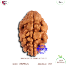 Load image into Gallery viewer, 2 Mukhi Rudraksha from Nepal - Bead No. 167
