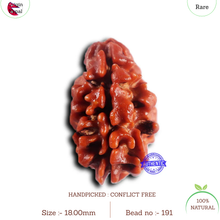 Load image into Gallery viewer, 2 Mukhi Rudraksha from Nepal - Bead No. 191

