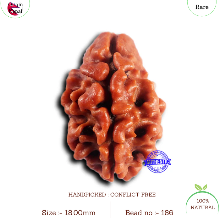 2 Mukhi Rudraksha from Nepal - Bead No. 186