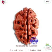 Load image into Gallery viewer, 2 Mukhi Rudraksha from Nepal - Bead No. 141
