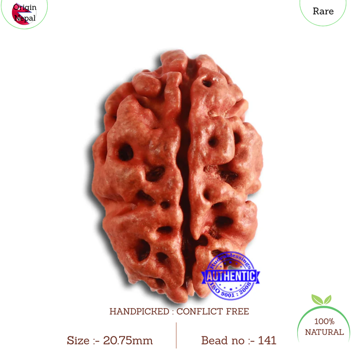 2 Mukhi Rudraksha from Nepal - Bead No. 141