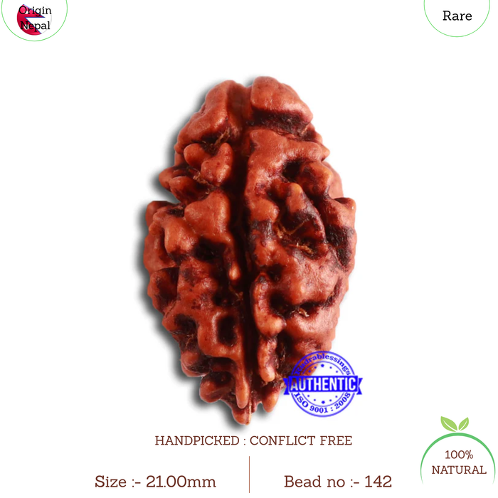 2 Mukhi Rudraksha from Nepal - Bead No. 142