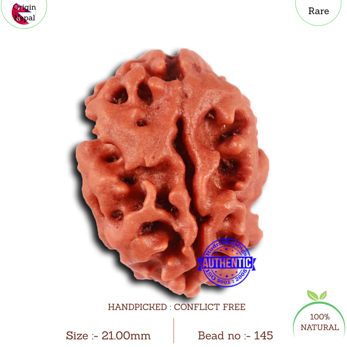 2 Mukhi Rudraksha from Nepal - Bead No. 145