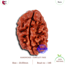 Load image into Gallery viewer, 2 Mukhi Rudraksha from Nepal - Bead No. 148
