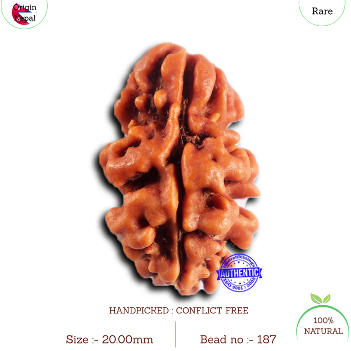 2 Mukhi Rudraksha from Nepal - Bead No. 187