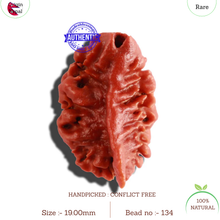 Load image into Gallery viewer, 2 Mukhi Ganesha Rudraksha from Nepal - Bead No. 134
