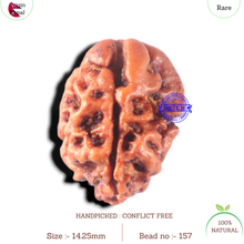 Load image into Gallery viewer, 2 Mukhi Rudraksha from Nepal - Bead No. 157
