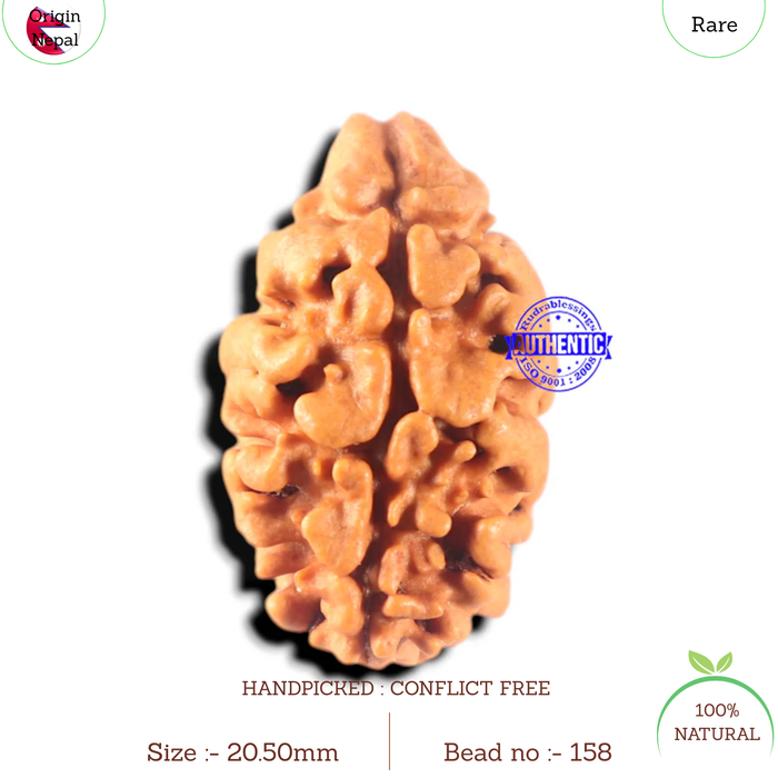 2 Mukhi Rudraksha from Nepal - Bead No. 158