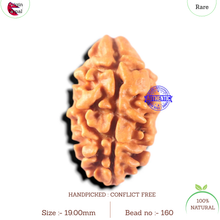 Load image into Gallery viewer, 2 Mukhi Rudraksha from Nepal - Bead No. 160

