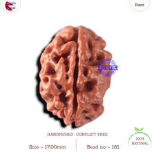 Load image into Gallery viewer, 2 Mukhi Rudraksha from Nepal - Bead No. 181
