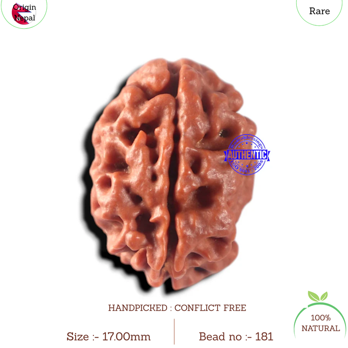 2 Mukhi Rudraksha from Nepal - Bead No. 181