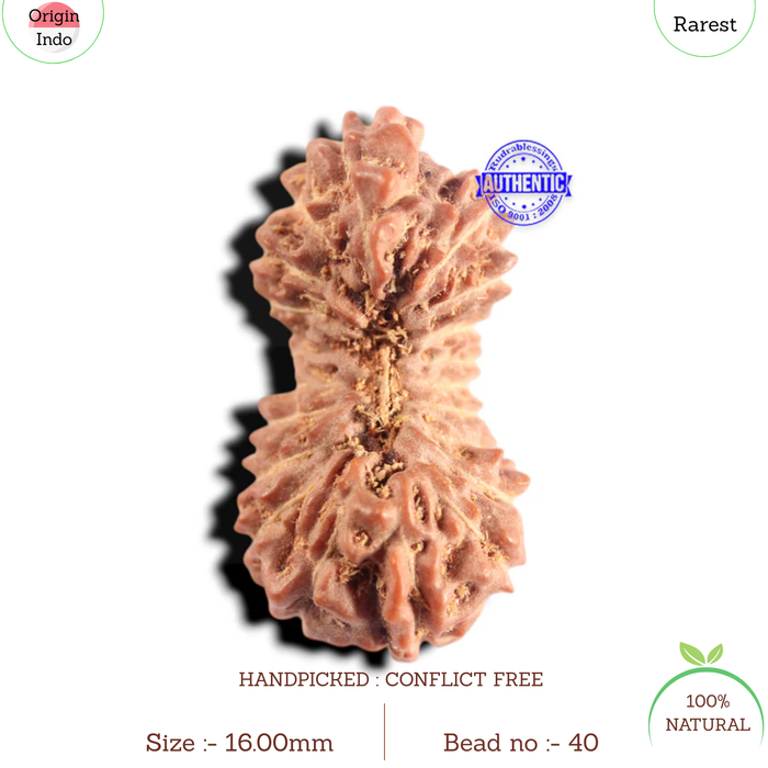20 Mukhi Indonesian Rudraksha - Bead 40