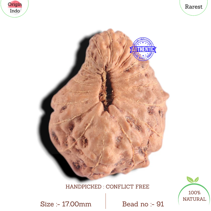 20 Mukhi Indonesian Rudraksha - Bead 91