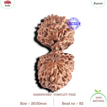 Load image into Gallery viewer, 20 Mukhi Indonesian Gaurishankar Rudraksha - Bead 82
