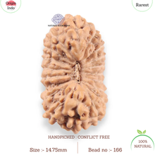 Load image into Gallery viewer, 19 Mukhi Indonesian Rudraksha - Bead 166

