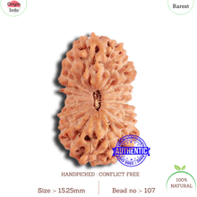 Load image into Gallery viewer, 19 Mukhi Indonesian Rudraksha - Bead 107
