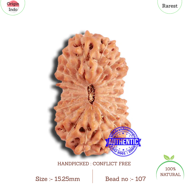 19 Mukhi Indonesian Rudraksha - Bead 107