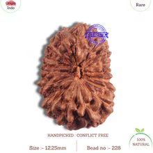 Load image into Gallery viewer, 16 Mukhi Rudraksha from Indonesia - Bead No 228
