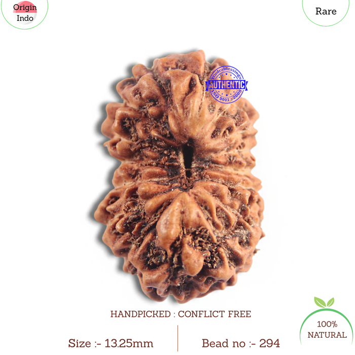 16 Mukhi Rudraksha from Indonesia - Bead No. 294