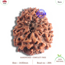 Load image into Gallery viewer, 16 Mukhi Rudraksha from Indonesia - Bead No. 2
