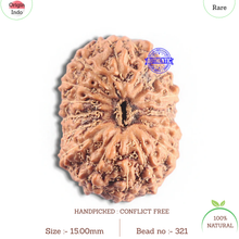Load image into Gallery viewer, 16 Mukhi Rudraksha from Indonesia - Bead No. 321

