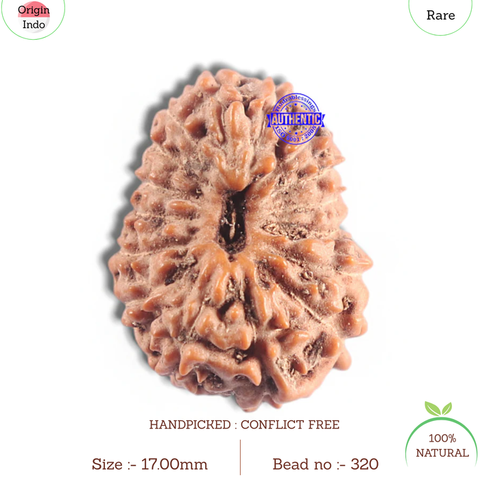 16 Mukhi Rudraksha from Indonesia - Bead No. 320