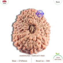 Load image into Gallery viewer, 16 Mukhi Rudraksha from Indonesia - Bead No. 316
