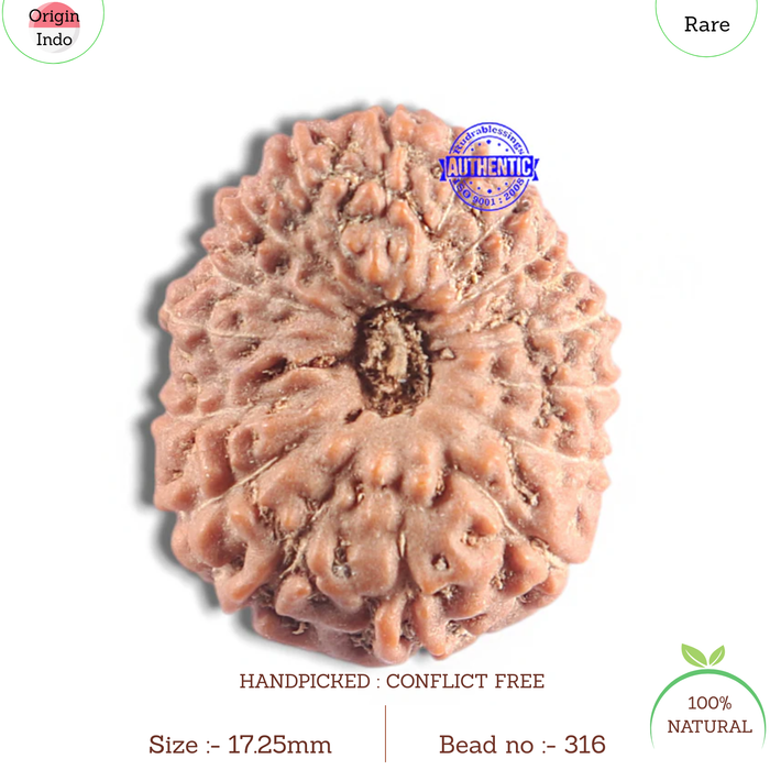 16 Mukhi Rudraksha from Indonesia - Bead No. 316
