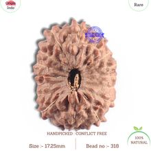 Load image into Gallery viewer, 16 Mukhi Rudraksha from Indonesia - Bead No. 318
