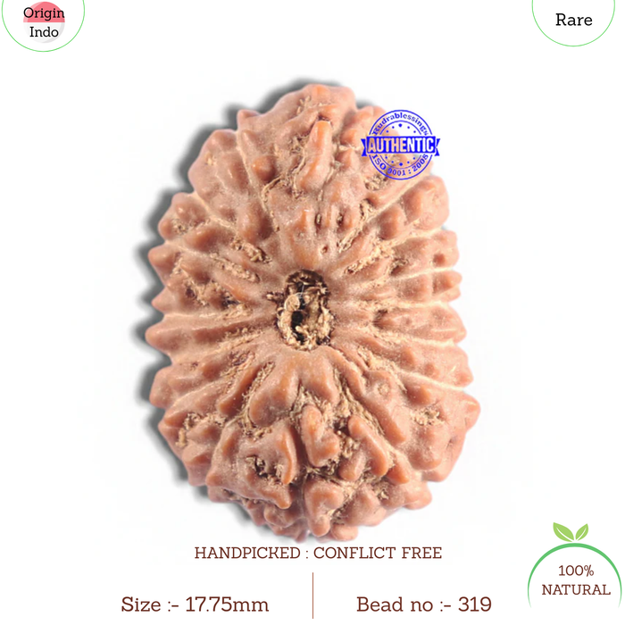 16 Mukhi Rudraksha from Indonesia - Bead No. 319
