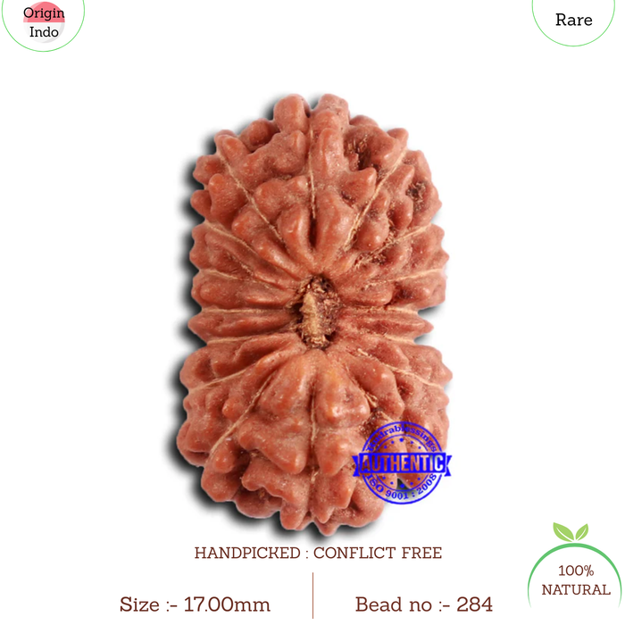 16 Mukhi Rudraksha from Indonesia - Bead No. 284