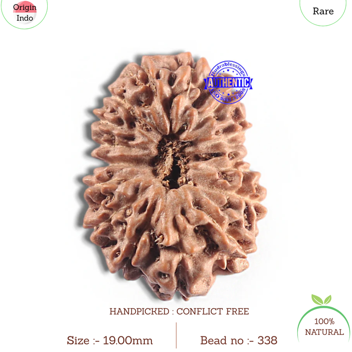 16 Mukhi Rudraksha from Indonesia - Bead No. 338