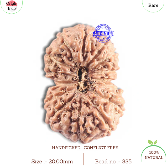 16 Mukhi Rudraksha from Indonesia - Bead No. 335