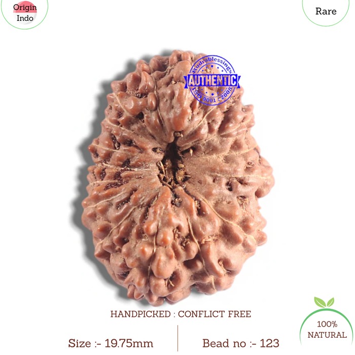 16 Mukhi Rudraksha from Indonesia - Bead No. 123