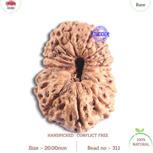 Load image into Gallery viewer, 16 Mukhi Rudraksha from Indonesia - Bead No. 311
