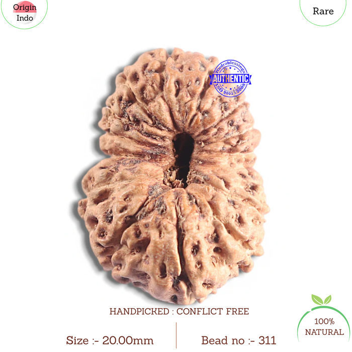 16 Mukhi Rudraksha from Indonesia - Bead No. 311