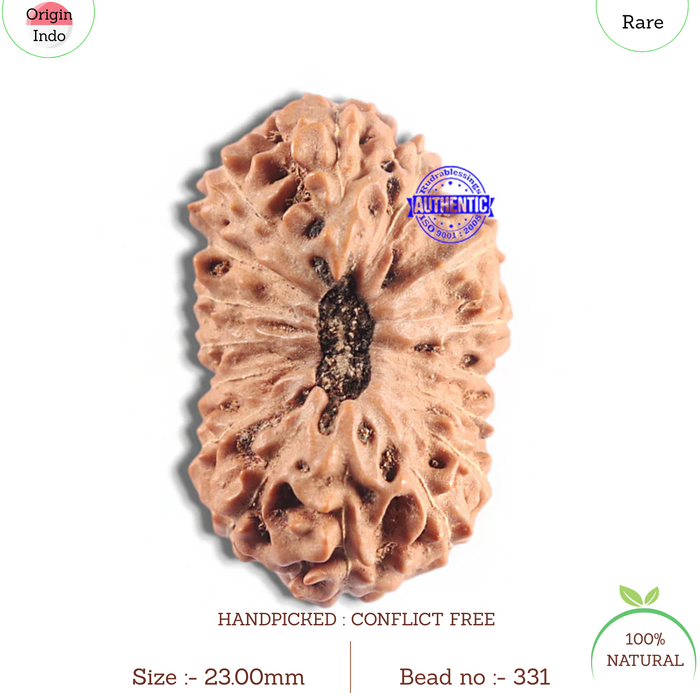 16 Mukhi Rudraksha from Indonesia - Bead No. 331