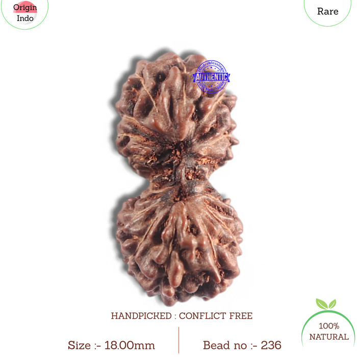 16 Mukhi Gaurishankar Rudraksha from Indonesia - Bead No. 236