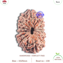 Load image into Gallery viewer, 15 Mukhi Indonesian Rudraksha - Bead No. 130
