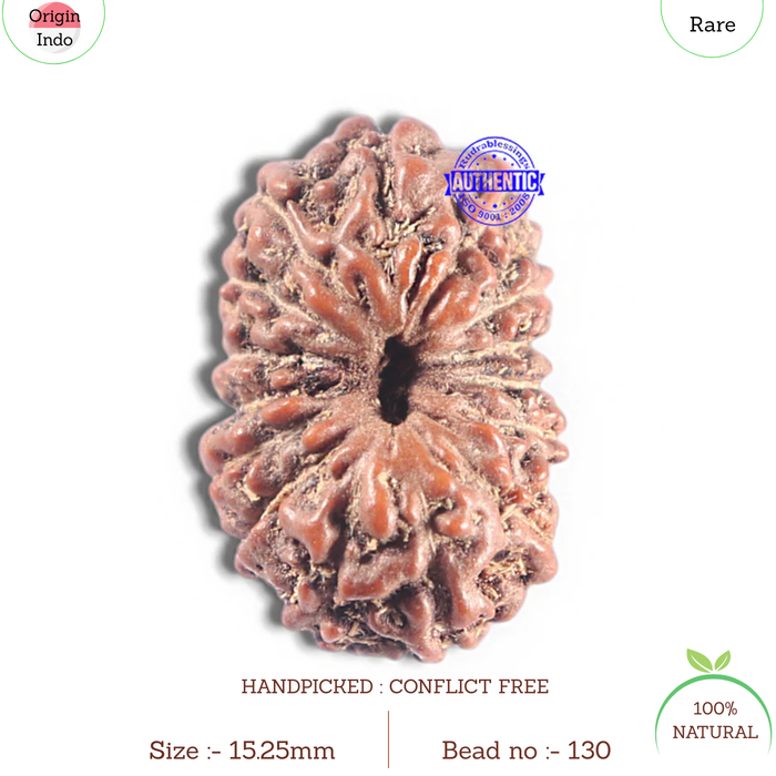 15 Mukhi Indonesian Rudraksha - Bead No. 130