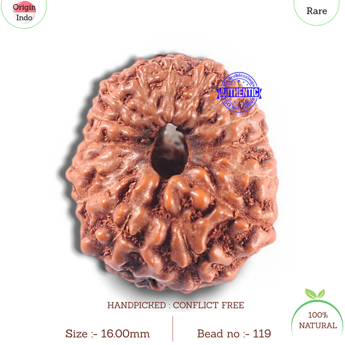 15 Mukhi Indonesian Rudraksha - Bead No. 119