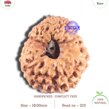 Load image into Gallery viewer, 15 Mukhi Indonesian Rudraksha - Bead No. 215
