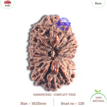 Load image into Gallery viewer, 15 Mukhi Indonesian Rudraksha - Bead No. 129
