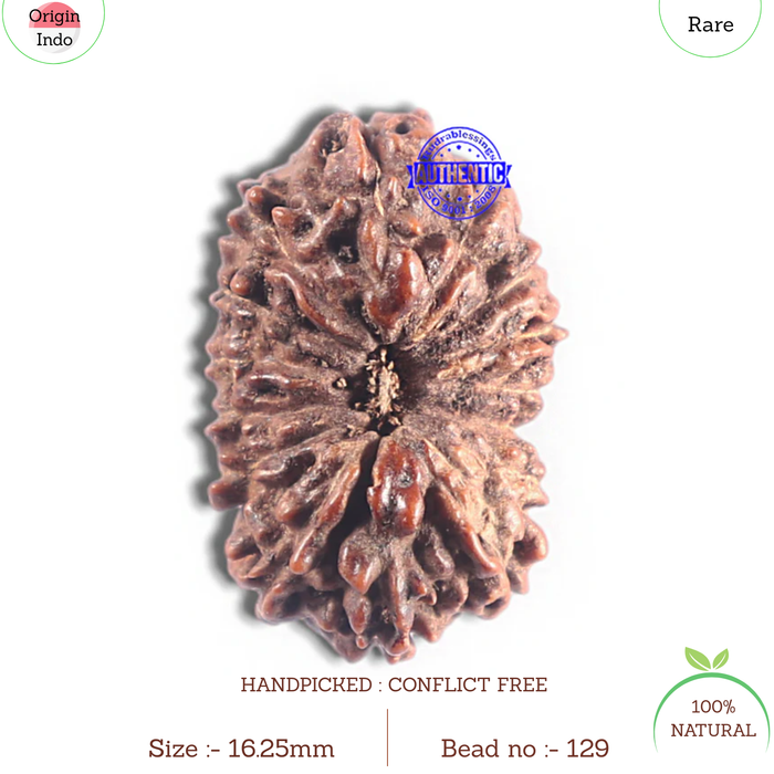 15 Mukhi Indonesian Rudraksha - Bead No. 129